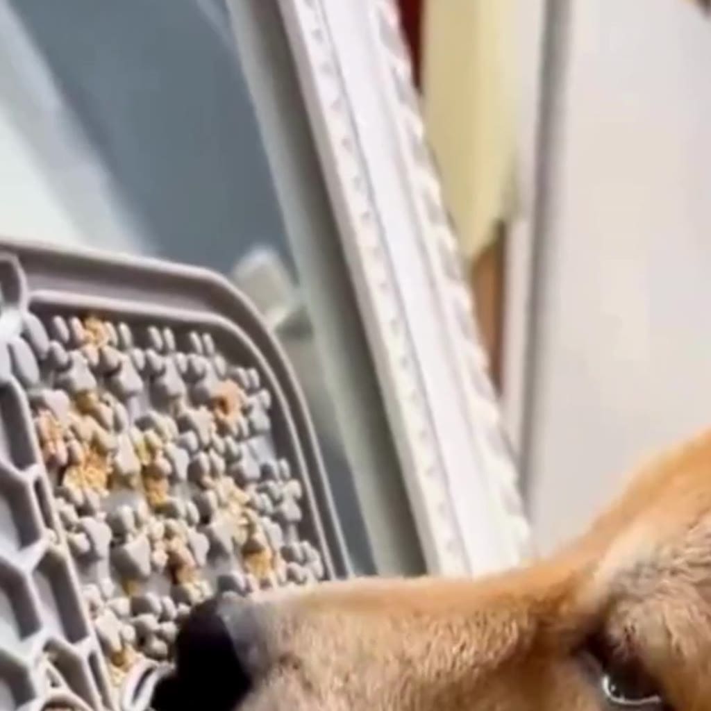 Tapete Comedouro Lento de Lamber – Para Cães e Gatos, Reduz Stress