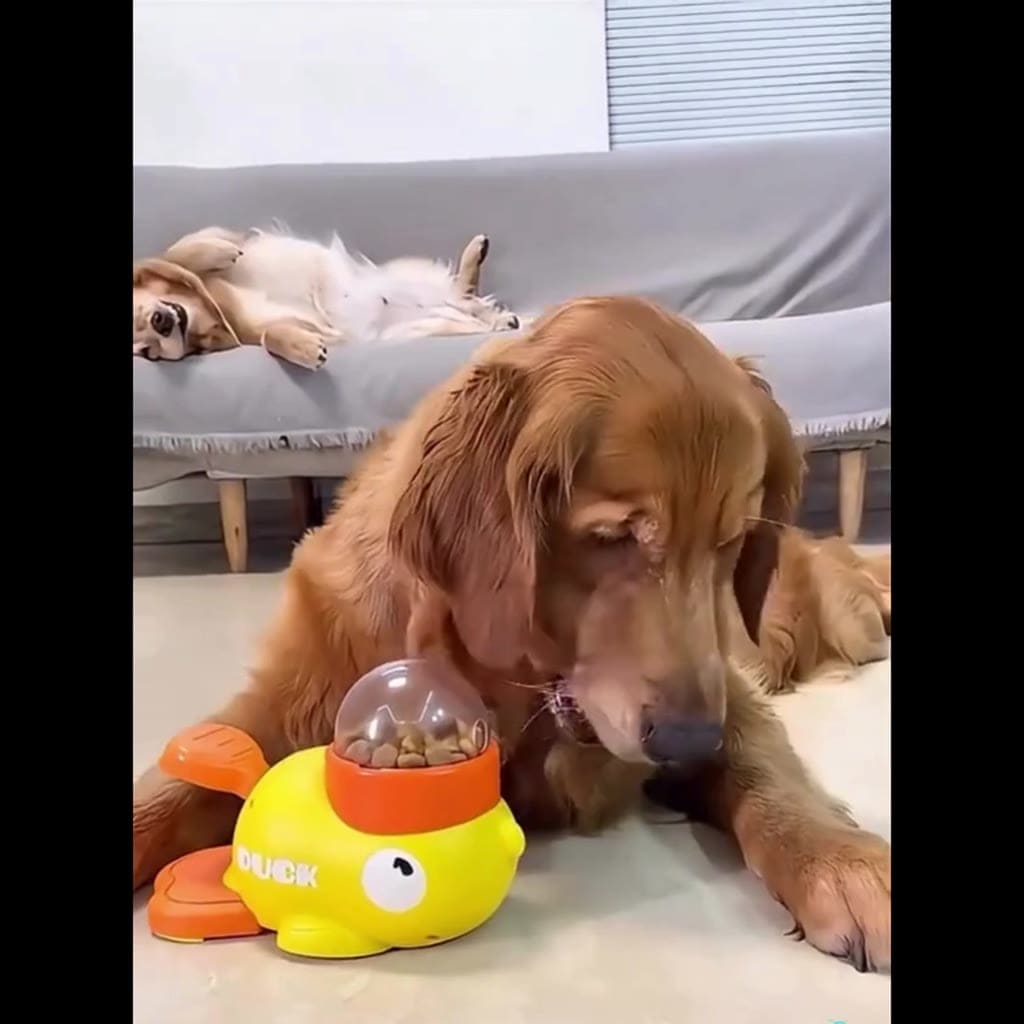 Dispensador Interativo De Comida Para Pets Em Forma De Pato Amarelo, Tigela Lenta para Pets.XHL_ELETRONICOS