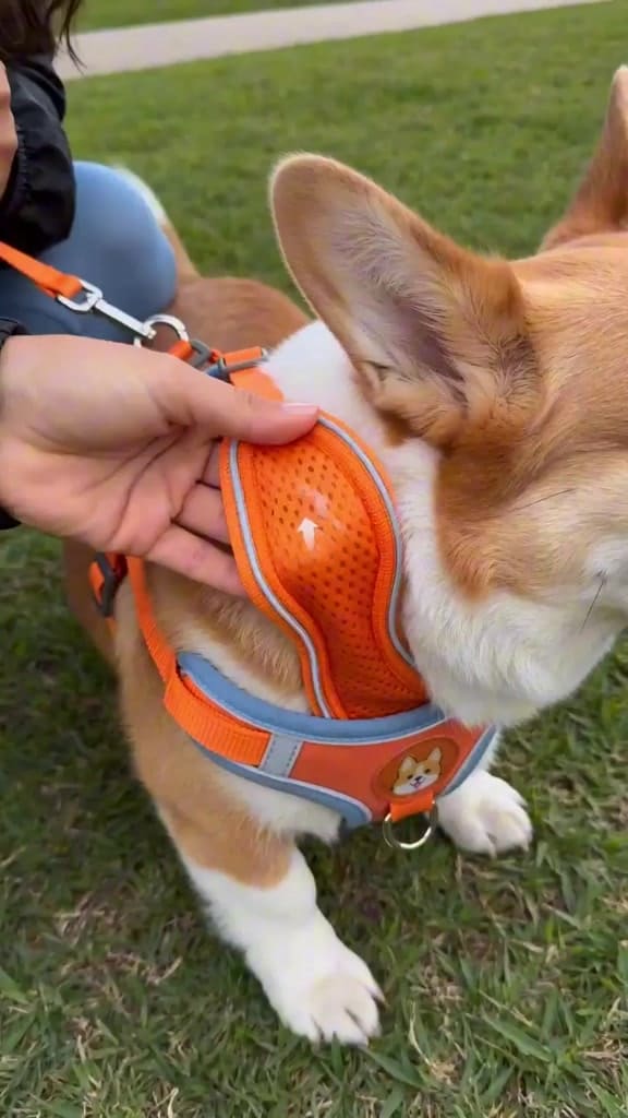 Coleira Peitoral Cachorro E Gato, Conjunto De Guia + Coleira Tipo Colete Para Pet Pequenos E Médios